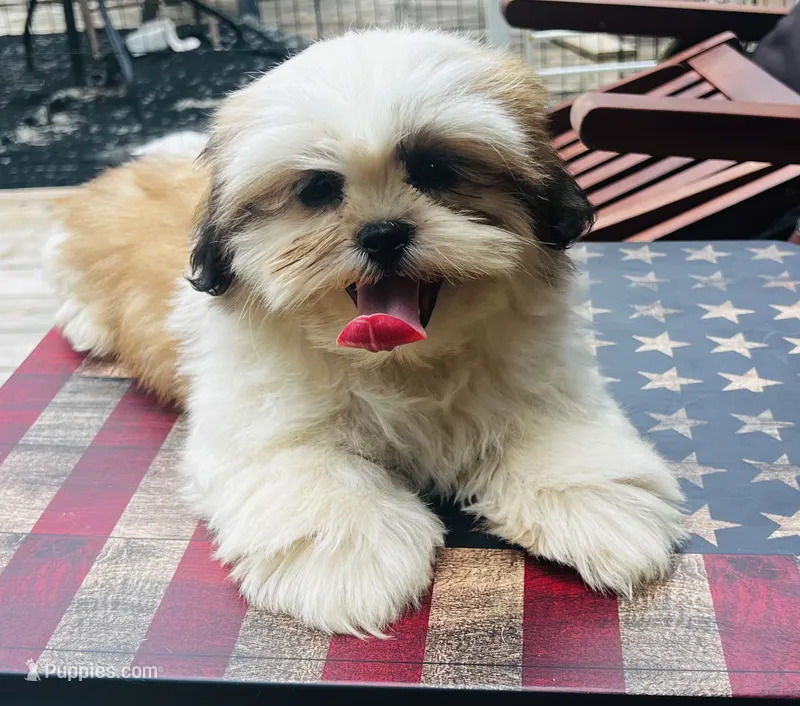 Mr Handsome  – Shih Tzu puppy for sale in Leslie, AR