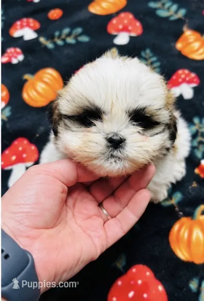 Mr Handsome  – Shih Tzu puppy for sale in Leslie, AR