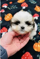 Mr Handsome , a male Shih Tzu for sale in Leslie, AR – 1 of 3