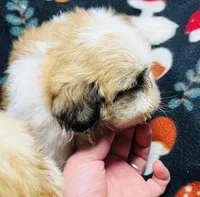 Mr Handsome , a male Shih Tzu for sale in Leslie, AR – 2 of 3