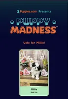 Puppy Madness Contestant , a female Shih Tzu for sale in Leslie, AR – 2 of 2