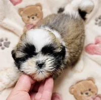 Mr Cuddles , a male Shih Tzu for sale in Leslie, AR – 1 of 2