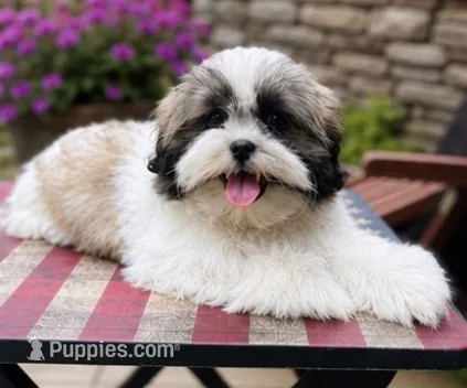Mr Cuddles  – Shih Tzu puppy for sale in Leslie, AR
