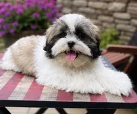Mr Cuddles , a male Shih Tzu for sale in Leslie, AR – 1 of 6
