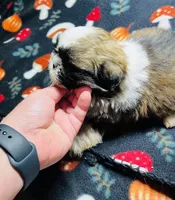 Mr Snuggles , a male Shih Tzu for sale in Leslie, AR – 2 of 3