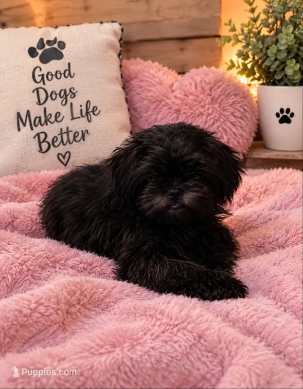 Sweet Pea AKC  – Shih Tzu puppy for sale in Leslie, AR