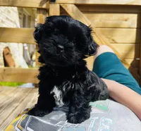 Archie, a male Shih Tzu and Yorkshire Terrier for sale in Leslie, AR – Photo 1 of 3