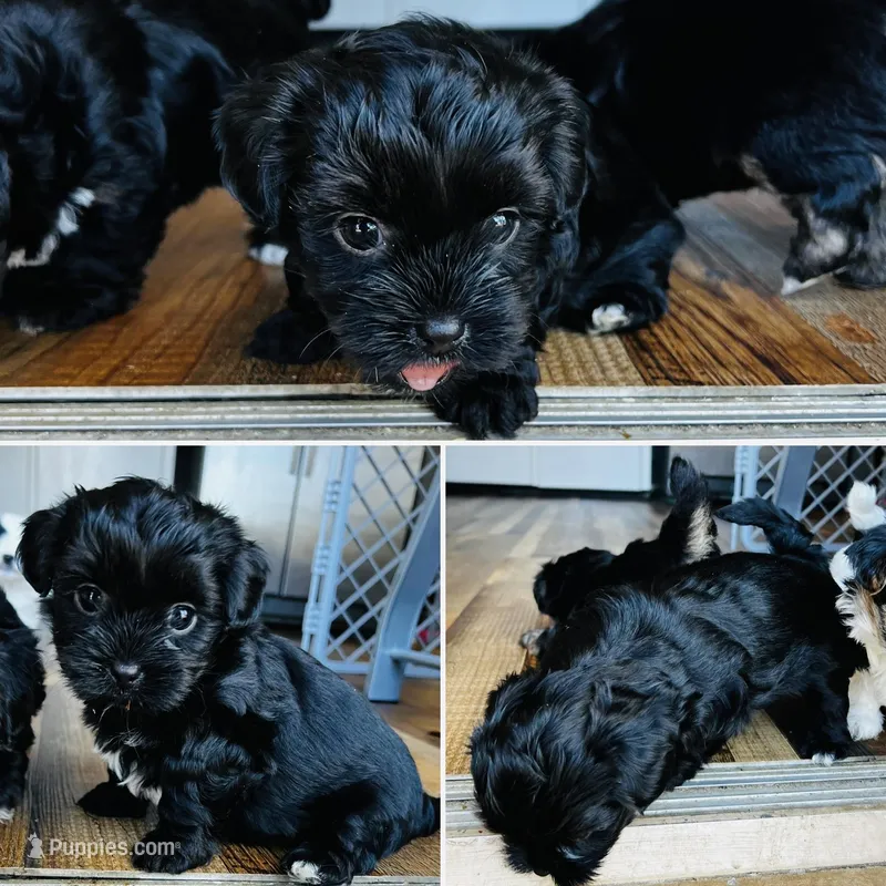 Archie – Shih Tzu, Yorkshire Terrier puppy for sale in Leslie, AR