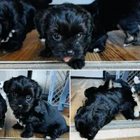 Archie, a male Shih Tzu and Yorkshire Terrier for sale in Leslie, AR – Photo 2 of 3