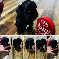 Archie, a male Shih Tzu and Yorkshire Terrier for sale in Leslie, AR – Photo 3 of 3