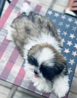 Mr Cuddles , a male Shih Tzu for sale in Leslie, AR – 4 of 6