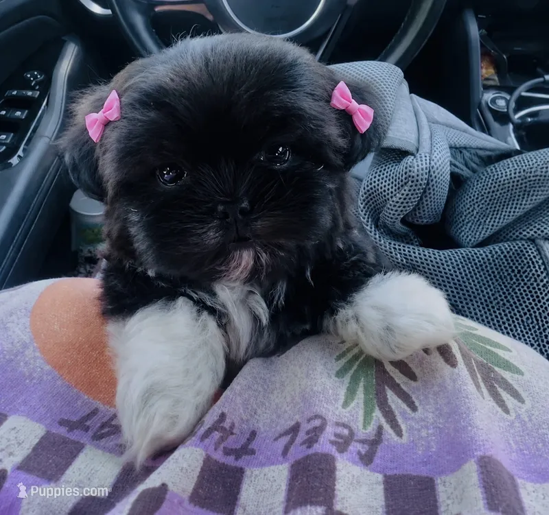 Pepper Girl AKC – Shih Tzu puppy for sale in Leslie, AR