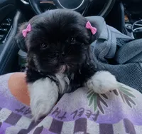 Pepper Girl AKC, a female Shih Tzu for sale in Leslie, AR – 1 of 8