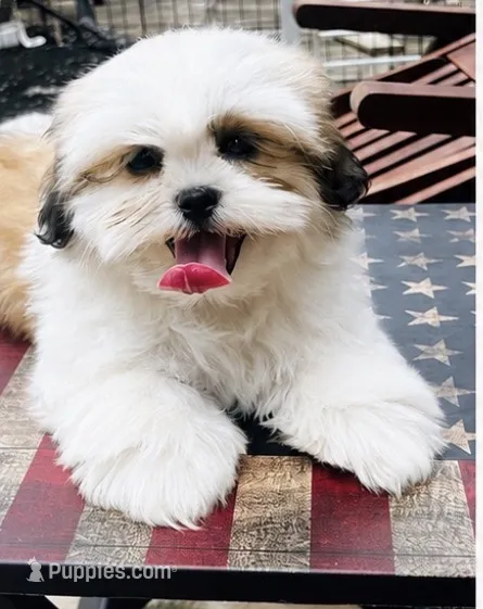 Mr Handsome  – Shih Tzu puppy for sale in Leslie, AR