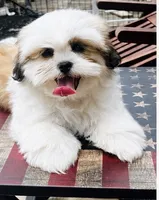 Mr Handsome , a male Shih Tzu for sale in Leslie, AR – 1 of 4