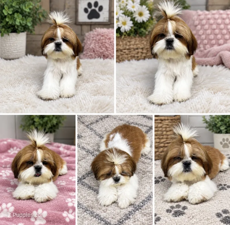 Mr. Cutie – Shih Tzu puppy for sale in Leslie, AR
