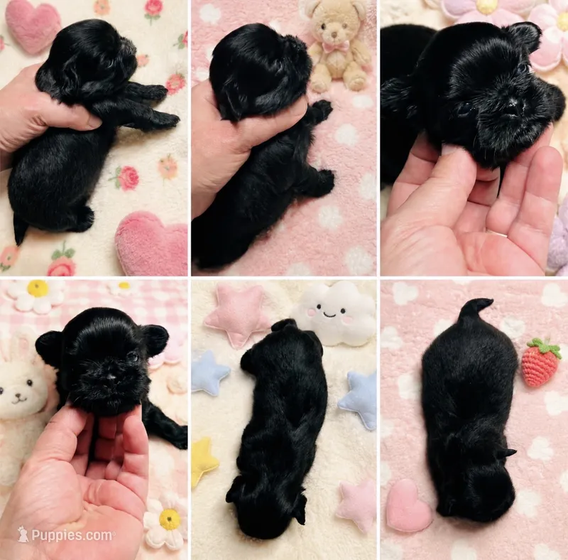 Sweetheart – Shih Tzu puppy for sale in Leslie, AR