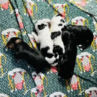 Fluffers, a male Shih Tzu and Yorkshire Terrier for sale in Leslie, AR – Photo 1 of 4