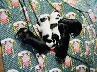 processed/1d737350-5983-42a3-9073-63e2f7838522/listing/c7403345-330a-4abe-9989-9a10d4052d38/3d9f70d8-0486-43e7-ad73-edb62a4c0f66