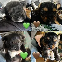 Fluffers, a male Shih Tzu and Yorkshire Terrier for sale in Leslie, AR – Photo 4 of 4