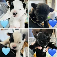 Fluffers, a male Shih Tzu and Yorkshire Terrier for sale in Leslie, AR – Photo 3 of 4