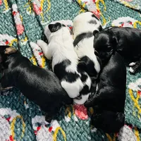 Fluffers, a male Shih Tzu and Yorkshire Terrier for sale in Leslie, AR – Photo 2 of 4