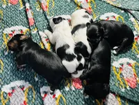 processed/1d737350-5983-42a3-9073-63e2f7838522/listing/c7403345-330a-4abe-9989-9a10d4052d38/9230471d-4d7e-4185-b908-6175cfb49ea2