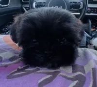 Pepper Girl AKC, a female Shih Tzu for sale in Leslie, AR – 2 of 8