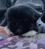 Pepper Girl AKC, a female Shih Tzu for sale in Leslie, AR – 3 of 8
