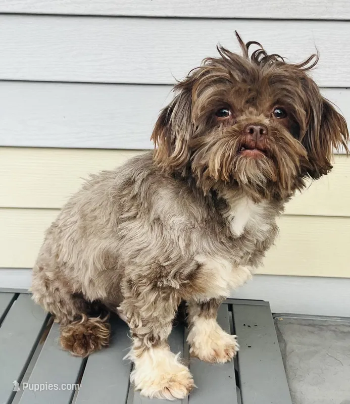 Boy – Shih Tzu puppy for sale in Leslie, AR