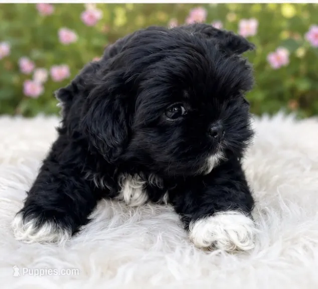 Max AKC  – Shih Tzu puppy for sale in Leslie, AR