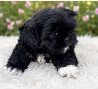 Max AKC , a male Shih Tzu for sale in Leslie, AR – 3 of 6