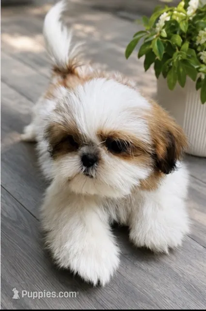 Mr. Cutie – Shih Tzu puppy for sale in Leslie, AR