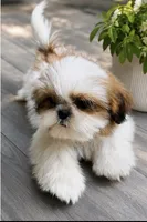 Mr. Cutie, a male Shih Tzu for sale in Leslie, AR – 1 of 3