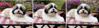 Mr Cuddles , a male Shih Tzu for sale in Leslie, AR – 2 of 6