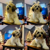 Lucy AKC, a female Shih Tzu for sale in Leslie, AR – Photo 2 of 6