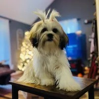 Lucy AKC, a female Shih Tzu for sale in Leslie, AR – Photo 1 of 6