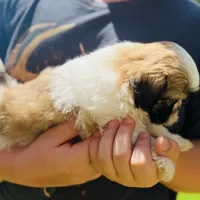 Lucy AKC, a female Shih Tzu for sale in Leslie, AR – Photo 5 of 6