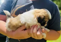 Lucy AKC, a female Shih Tzu for sale in Leslie, AR – Photo 5 of 6