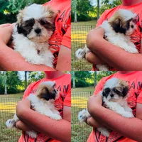 Lucy AKC, a female Shih Tzu for sale in Leslie, AR – Photo 3 of 6