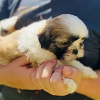 Lucy AKC, a female Shih Tzu for sale in Leslie, AR – Photo 4 of 6