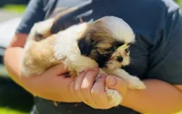 Lucy AKC, a female Shih Tzu for sale in Leslie, AR – Photo 4 of 6