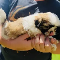 Lucy AKC, a female Shih Tzu for sale in Leslie, AR – Photo 6 of 6