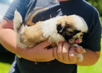 Lucy AKC, a female Shih Tzu for sale in Leslie, AR – Photo 6 of 6
