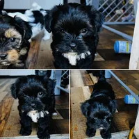 Ollie, a male Shih Tzu and Yorkshire Terrier for sale in Leslie, AR – Photo 3 of 4