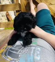 Ollie, a male Shih Tzu and Yorkshire Terrier for sale in Leslie, AR – Photo 1 of 4