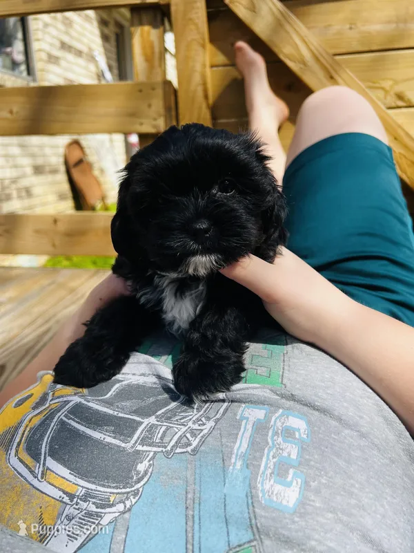 Ollie – Shih Tzu, Yorkshire Terrier puppy for sale in Leslie, AR
