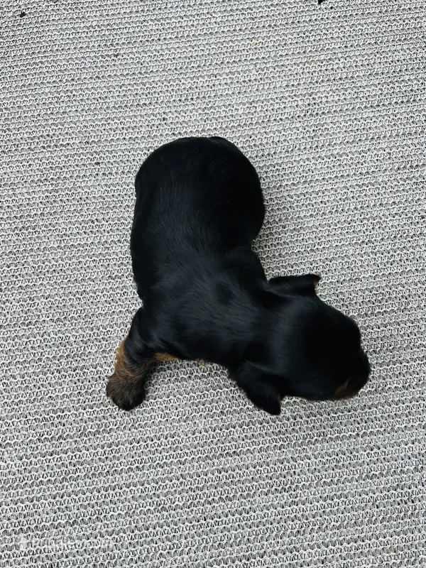 Munchkins AKC  – Yorkshire Terrier puppy for sale in Leslie, AR