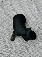 Winnie AKC , a female Yorkshire Terrier for sale in Leslie, AR – 3 of 5