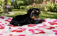 Winnie AKC , a female Yorkshire Terrier for sale in Leslie, AR – 1 of 5